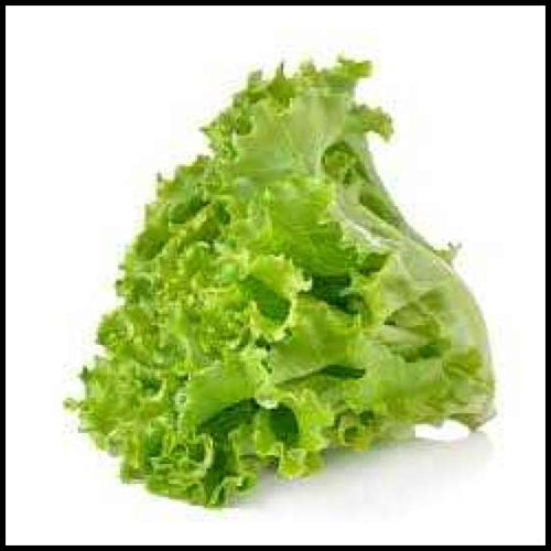 Lettuce Green Leaf