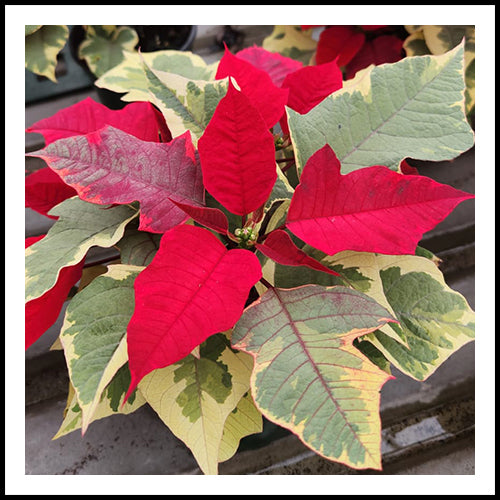 Poinsettia Red/Green 4.5"