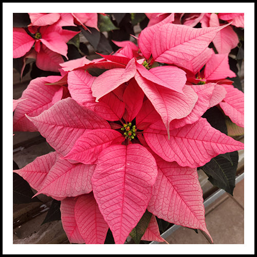 Poinsettia Pink 4.5"