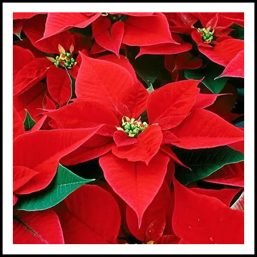 Poinsettia Red 14"