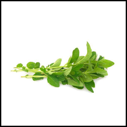 Herbs Oregano bunch