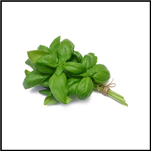 Herbs Basil bunch