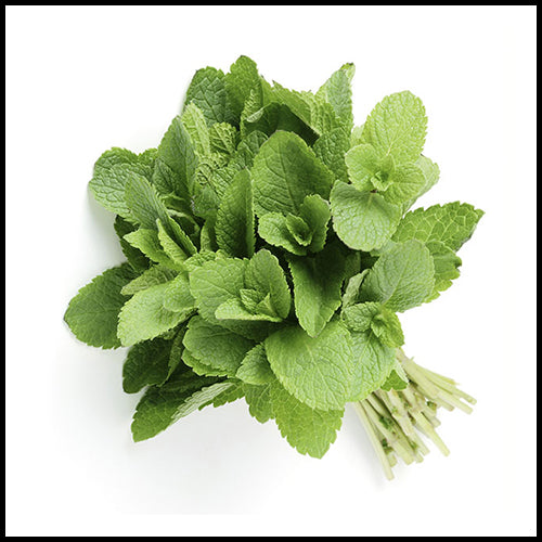 Herbs Mint bunch