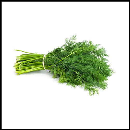 Herbs Dill bunch