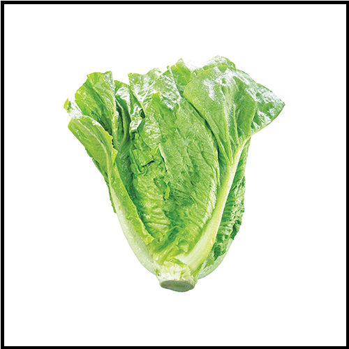 Lettuce Romaine ea